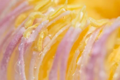 Background macro pollen Stock Photos