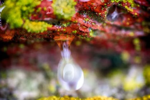 Background, macro. Surface of stone, lichens and water drops Stock-Fotos