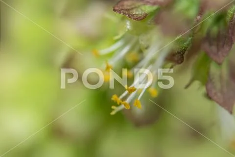 Background macro wildflower Stock Photos