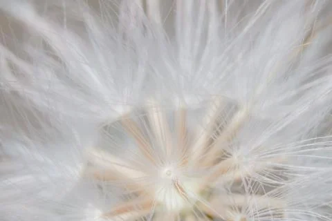 Background macro wildflower Stock Photos