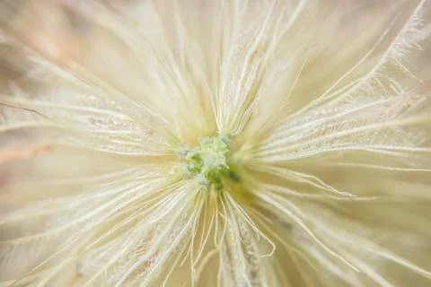 Background macro wildflower Stock Photos