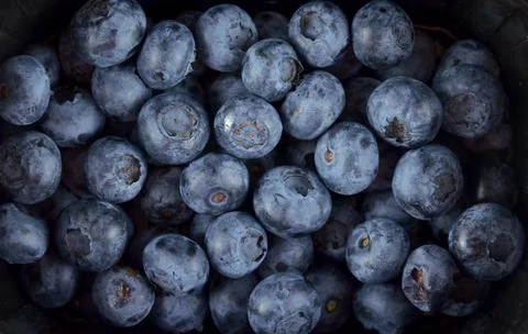 Background made of blueberries, close up Stock Photos