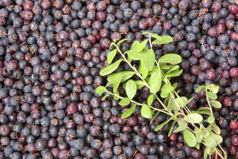 Background made from blueberry Stock Photos