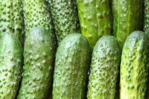 Background made from cucumbers Stock Photos
