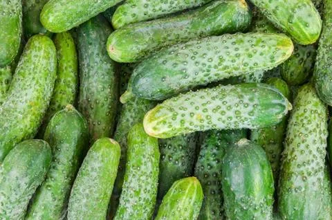 Background made of cucumbers Stock Photos