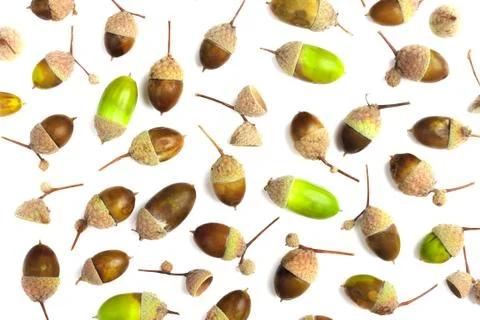 Background made from different acorns 写真素材