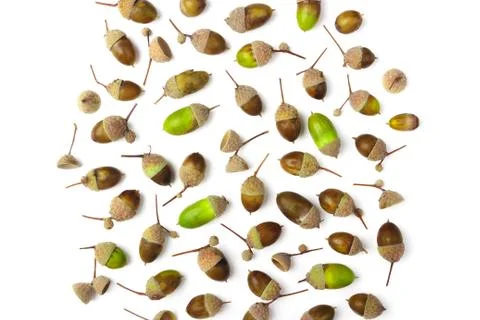 Background made from different acorns Stock Photos