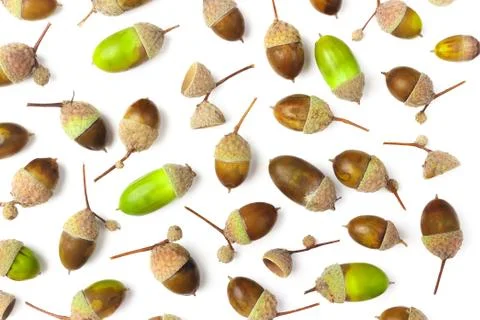 Background made from different acorns, white background Stock-Fotos