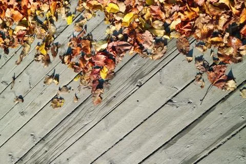 Background made of fallen maple leaves and wooden floor in the fall. Stock Photos