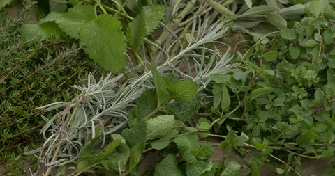 Background made of fresh herbs. Stock Footage 292313383