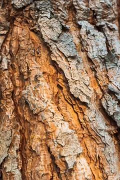 Background made of old tree bark, wood, texture and patterns Stock Photos
