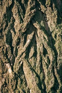 Background made of old tree bark, wood, texture and patterns Stock Photos