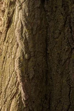 Background made of old tree bark, wood, texture and patterns Stock Photos