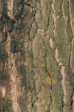 Background made of old tree bark, wood, texture and patterns Stock Photos