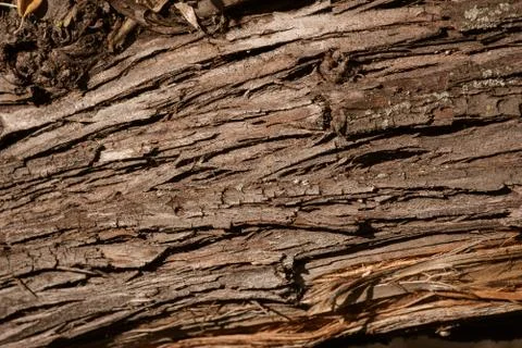 Background made of old tree bark, wood, texture and patterns Stock Photos