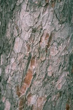 Background made of old tree bark, wood, texture and patterns Stock Photos