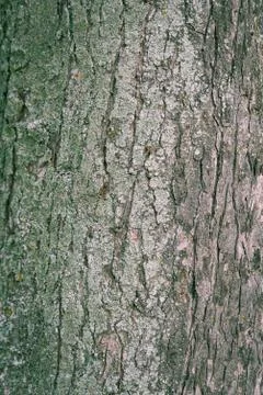 Background made of old tree bark, wood, texture and patterns Stock Photos