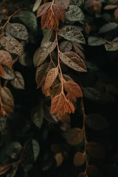 Background made of red and dark green leaves over a black background 库存照片