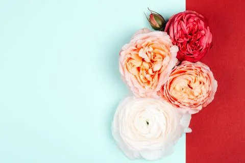 Background made of roses Stock Photos