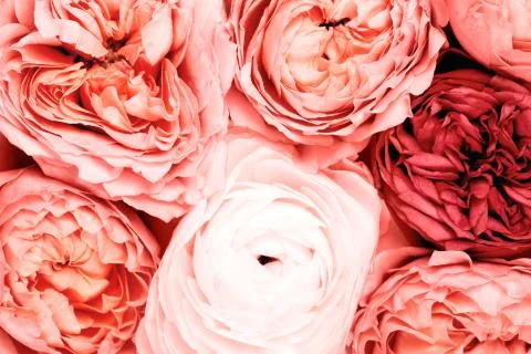 Background made of roses Stock Photos