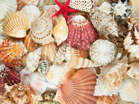 Background made with seashells Stock Photos