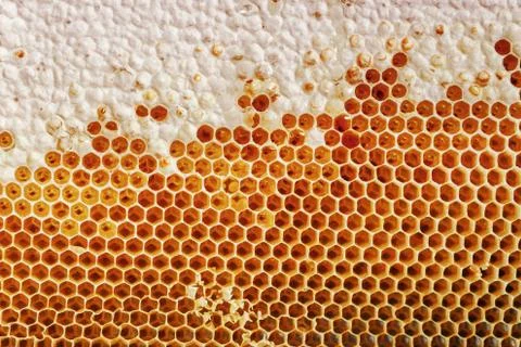 The background is made of the texture of honeybees. Stock Photos