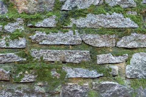 Background made of a wall covered with moss Stock Photos