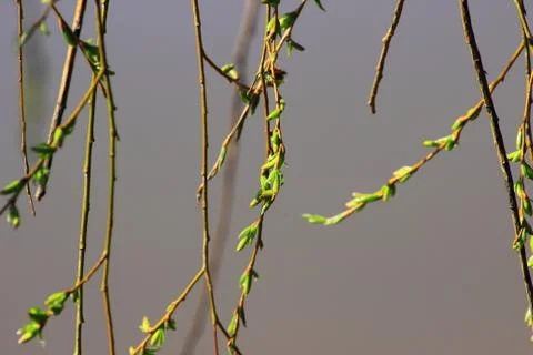 Background made of willow branches with swollen buds Stock Photos