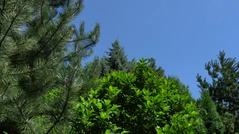 Background of magnolia leaves, pine needles in evergreen garden.Natural sunlight Stock Footage 134463280
