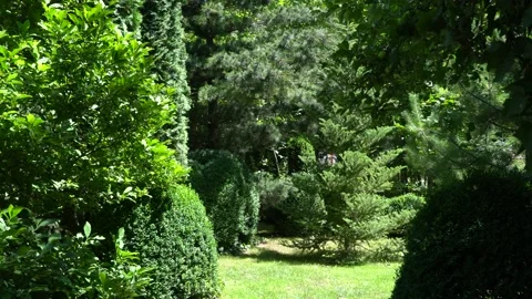 Background of magnolia leaves, pine needles in evergreen garden.Natural sunlight Stock Footage 134463318