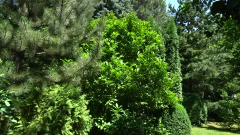 Background of magnolia leaves, pine needles in evergreen garden.Natural sunlight Stock Footage 134463348