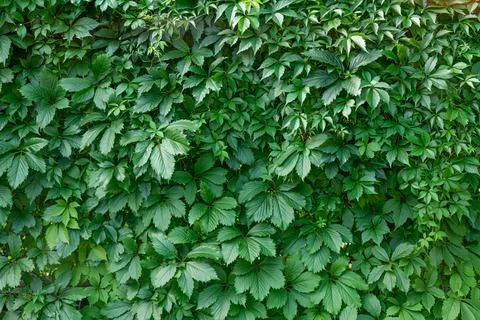 Background of maiden grape leaves Stock Photos