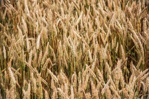 Background mais Stock Photos