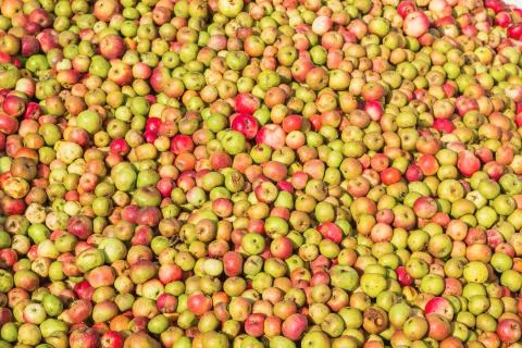 Background of many apples Stock Photos