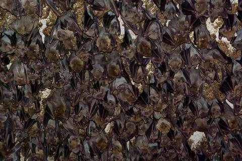 Background of many bats hanging upside down Stock Photos