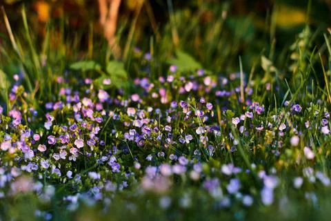 Background of many blue flowers. Spring forget me not. Stock Photos