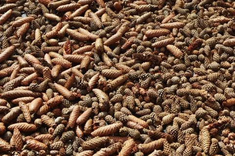 Background. Many cones on the ground. Stock Photos