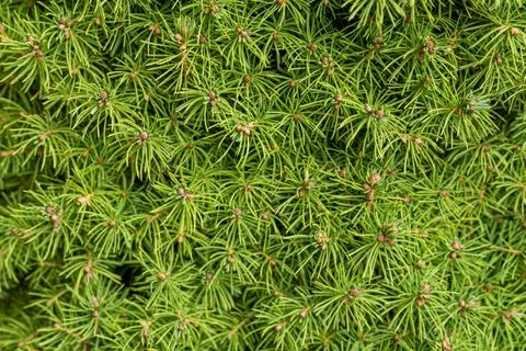Background of many coniferous juniper branches with green needles Stock Photos