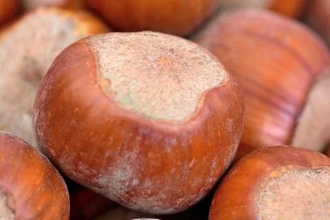 Background of many hazelnuts Stock Photos