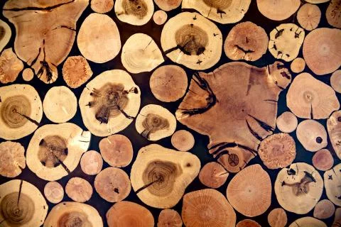 Background of many kinds of trees of different breeds Stock Photos