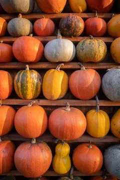Background of many multicolored pumpkins Foto stock