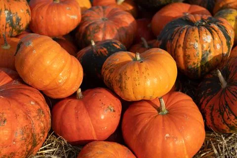 Background of many multicolored pumpkins 写真素材