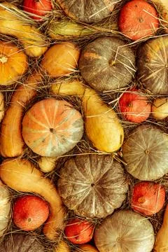 Background from many pumpkin, colored vegetable vertical pattern orange green Stock Photos
