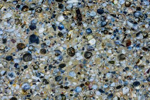 Background of the many sea shells. Natural pattern Stock Photos