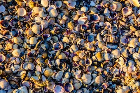 Background of the many sea shells. Natural pattern Stock Photos