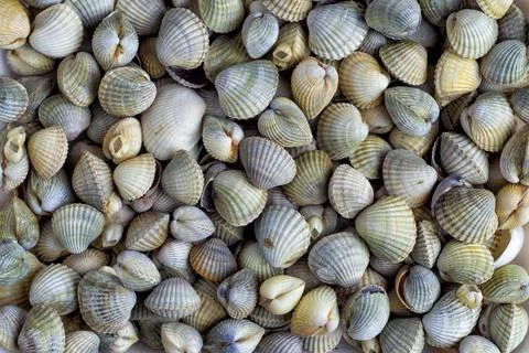Background of many sea shells Foto stock