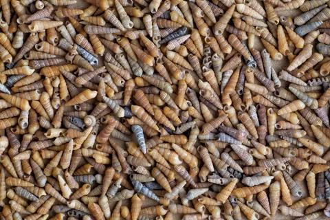 Background of many sea shells Stock Photos