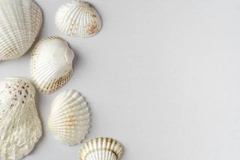 Background of many sea shells Stock Photos