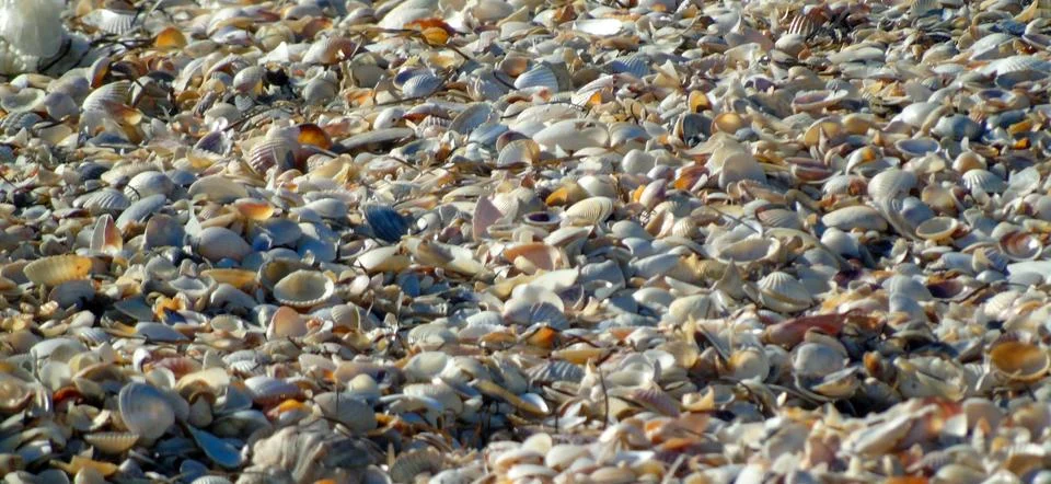 A background of many small sea shells lying on a sea beach in perspective Foto stock