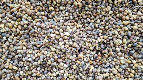 Background of many snail shells. Top view Stock Photos
